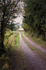 Gravel Road By The Trees