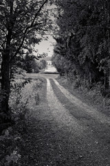Gravel Road By The Trees