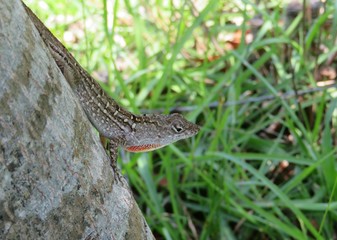 Tropical anole lizard on tree in Florida wild, closeup