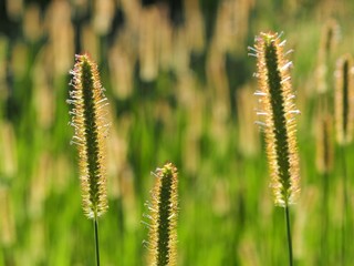 キンエノコログサの群生