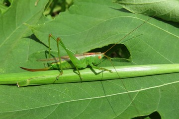 Green grasshopper on branch on green leaves background, closeup