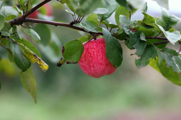 red ripe apple hanging on a branch on a blurred background of leaves