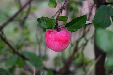 red ripe apple hanging on a branch on a blurred background of leaves
