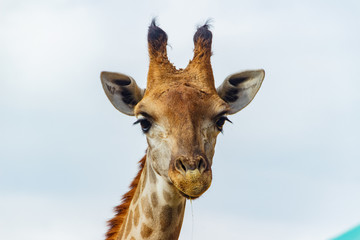 Obraz premium żyrafa z zoo w Beto Carrero World Santa Catarina, Brazylia