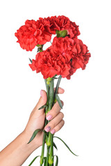Female hand with beautiful carnation flowers on white background