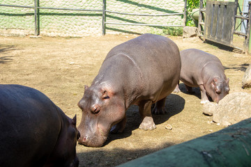 Hippopotamus at the Pomerode Zoo in Santa Catarina, Brazil
