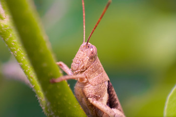 A grasshopper, Macro Photograph.