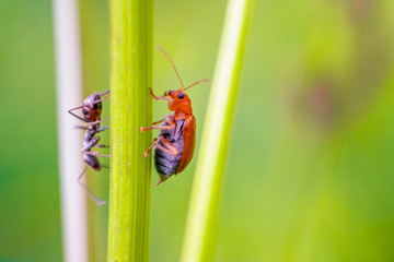 A ladybug, Macro Photograph.