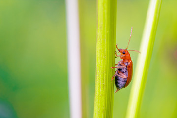 A ladybug, Macro Photograph.