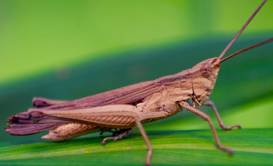 A grasshopper, Macro Photograph.