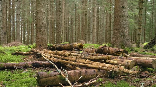 Logs laying on the ground in a forest 4K