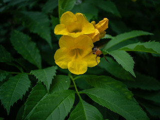 yellow flower