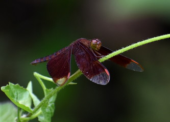 Darkly colored dragonfly sitting on a plant stem