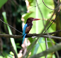 Beautiful brown and blue kingfisher sitting on a branch in the forest