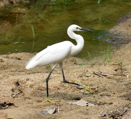 Beautiful white egret walking near a small stream