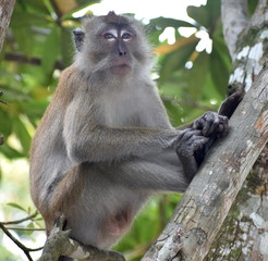 Naklejka na ściany i meble Macaque monkey sitting in a tree looking thoughtfully