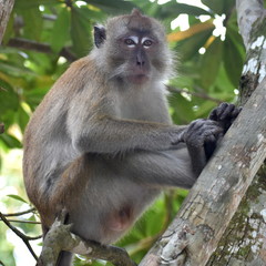 Macaque monkey sitting relaxed in a tree looking at something