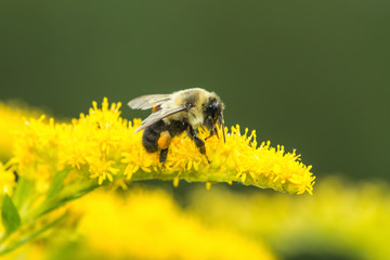 Bumblebee gathering pollen and nectar on a New Hampshire flower.