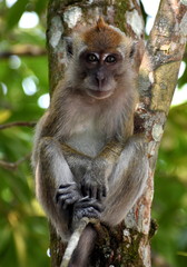 Cute, young macaque monkey sitting relaxed in a tree staring directly into the camera