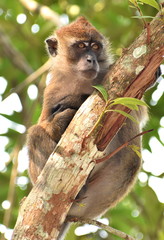 Cute macaque monkey in a tree looking thoughtfully into the distance