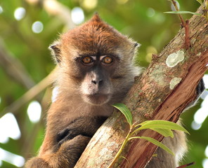 Close up of a macaque monkey in a tree staring at something