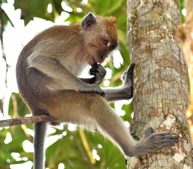 Young macaque monkey sitting relaxed in a tree looking at something