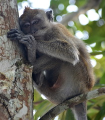 Young, thoughtful macaque monkey sitting in a tree
