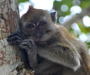 Cute macaque monkey sitting in a tree looking at the camera