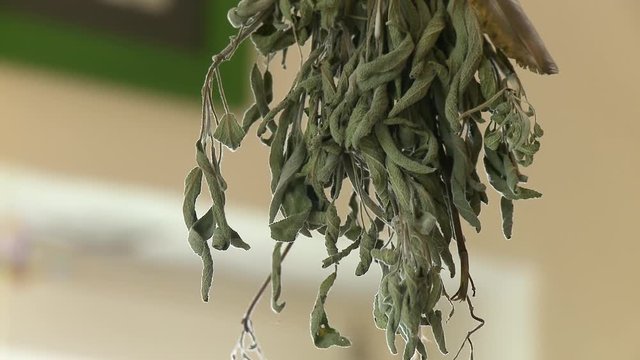 Handheld, close up shot of dehydrated sage hanging from the ceiling.