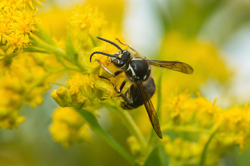 Bald faced hornet visiting a New Hampshire goldenrod flower.