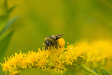 Plasterer bee with huge corbicula filled with goldenrod pollen.