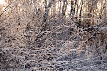 Beautiful winter forest lit by the evening sun. WInter background