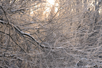 Beautiful winter forest lit by the evening sun. WInter background