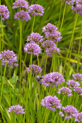 Bumblebees on lavender allium flowers at The Fells in Newbury, New Hampshire.