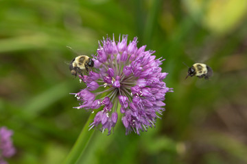 Bumblebee in flight while visiting a flower.