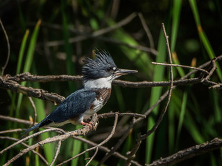 A kingfisher waiting to pounce