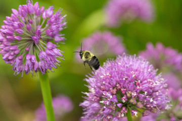 Bumblebee in flight while visiting a flower.