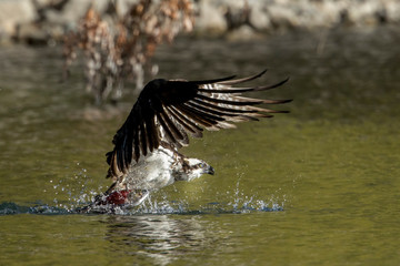 Osprey grabs the fish as it flies off.