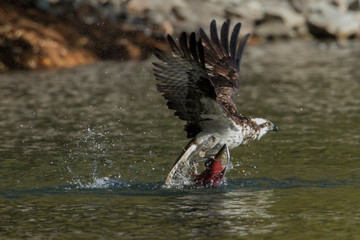 Osprey snags Kokanee salmon.