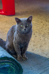 Chartreux cat with green eyes sitting on a rug on the floor in Rio de Janeiro.