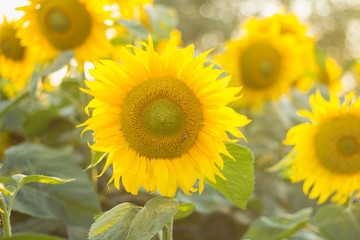 Sunflowers on blurred sunny background