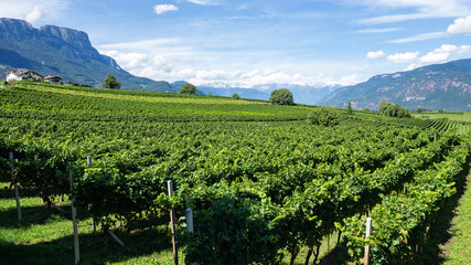 Fototapeta na wymiar Amazing landscape at the vineyards of the Trentino Alto Adige in Italy. The wine route. Natural contest