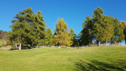 Larch and fir trees in autumn colors blown by the wind in the Renon Plateau, Alto Adige - South Tyrol, Italy