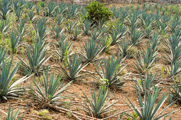 Fototapeta premium Las plantas de agave crecen sanas en el campo. 