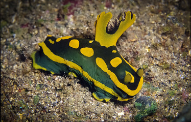 Nudibranch, a shell-less marine animal. This nudibranch has dark green body and yellow.