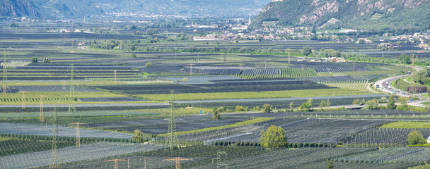 Landscape of fruit of apple and vine plantations in Trentino Alto Adige, North Italy. Green landscape. Natural contest. Intensive cultivations and plantations