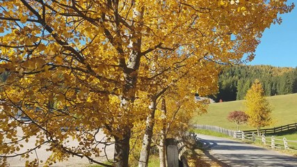 Birches in autumn colors blown by the wind in the Renon Plateau, Alto Adige - South Tyrol, Italy
