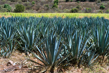 Plantas de agave azul en crecimiento en los campos de Tequila.
