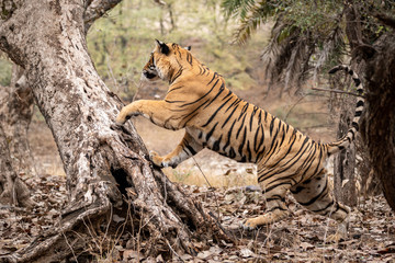 Adult male bengal tiger trying to climb and balance over a tree trunk while he was on stroll for...