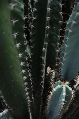 closeup of a cactus